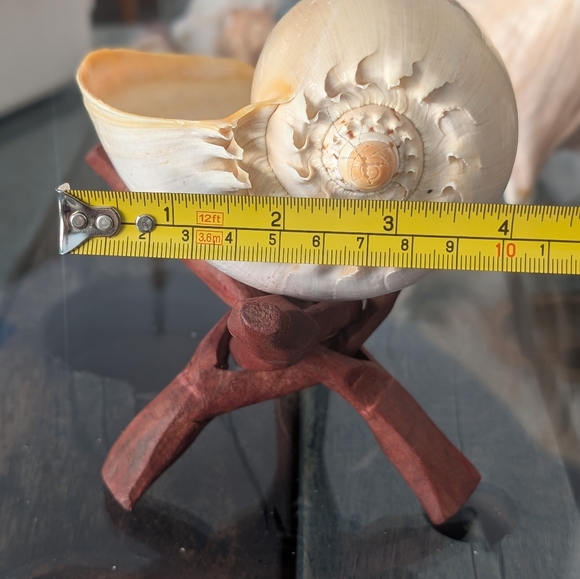 Decorative Seashell on Stand:  Crowned Melon Baler - Picture 2 of 5